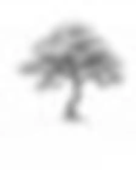Conceptual Art AI image prompt for a continuous line art lone tree: minimalist continuous single-line black pen drawing with overlapping contours and confident thin strokes on bright off-white. Written for GPT Image on a 4:5 canvas, with lighting, materials, lens, angle and composition direction included.