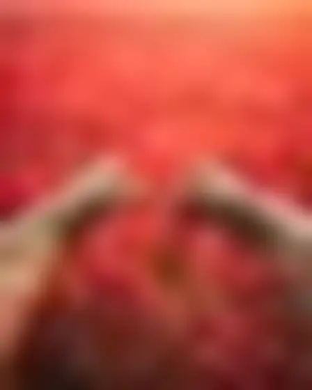 A professional fine art prompt: hazy colour field reaching hands, atmospheric colour-field painting of soft blurred bands of deep red, orange and rose with feathered glowing edges. Optimised for Flux 1.1 Pro on a 4:5 canvas.
